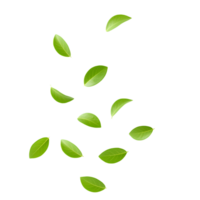 Green leaves falling down isolated on transparent background for nature visuals, seasonal graphics, and botanical design elements. Lush green foliage flying mid-air for organic visuals png