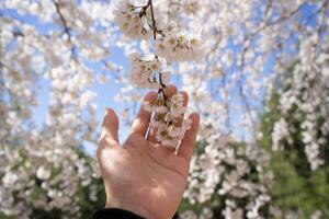 Hand reaching towards delicate pink cherry blossoms on a branch. photo