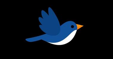 blue bird flying sequence animation video