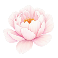 isolated on a white background with transparent edges png
