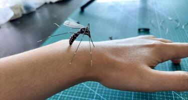 A mosquito is sitting on a person's wrist photo