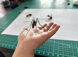 A person holding a small mosquito on their hand photo
