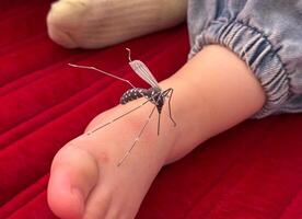 A mosquito is sitting on a child's foot photo