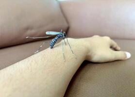 A mosquito on a person's arm photo