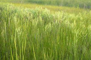grass, reeds and shrubs, nature background of wetland or swamp, summer scenery photo