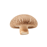 solteiro shiitake cogumelo em transparente fundo png