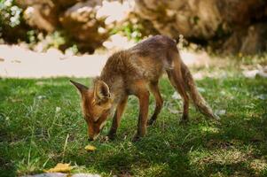 Red Fox Cub Exploring Outdoors in a Sunny Forest Clearing photo