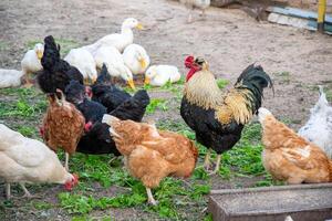 Rooster, chickens and ducks, cliffs and food for grass on a bright farm, basking in the warmth of a sunny day, embodying the essence of rural life,concept of poultry for laying eggs and dietary meat photo
