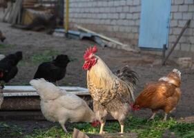 Beautiful white rooster stands next to feeder and guards hens, who are peacefully eating grain and grass in the backyard in the village,concept of breeding poultry for laying eggs and dietary meat photo