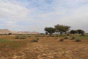A field with a few trees and a few animals photo