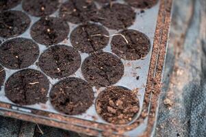 Vegetable seeds growth in the soil tray photo