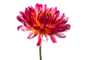Charming wildflower composition depicted with a transparent background in format. png