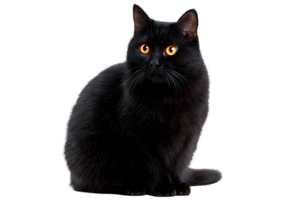 Adorable standing fat black cat with a plump body and bright eyes displayed on a transparent background in format. png