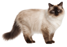 Elegant standing Colorpoint cat showcasing its distinctive markings and striking blue eyes on a transparent background in high-quality format. png