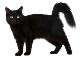 Adorable standing fat black cat with round cheeks and charming demeanor on a transparent background in high-quality format. png