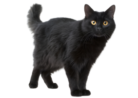 Plump standing cute black cat with expressive features and a playful stance showcased on a transparent background in high-resolution format. png