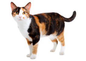 Cautious standing calico cat with a fluffy coat and an anxious expression displayed on a transparent background in format. png