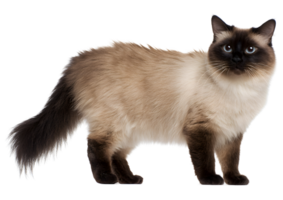 Charming standing Colorpoint cat with a silky coat and radiant personality displayed on a transparent background in format. png