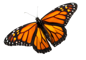 butterfly on a transparent background, perfect for designs. png