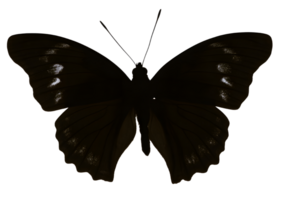 Elegant butterfly silhouette on a transparent background for creative designs. png