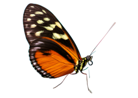 Elegant butterfly with a transparent background ideal for nature-themed graphics. png