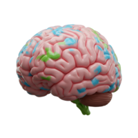 A pink human brain model showcases blue and green regions, potentially depicting different areas of activity, suitable for educational or medical illustration. png
