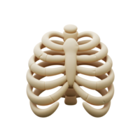 A 3D render depicts a human ribcage in a simplified, cartoon like style, showcasing its structure for educational or illustrative usage. png