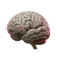 A detailed rendering of a brain is accented by several pink stars, providing a visually engaging image for use in science or health related content. png