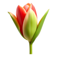 Realistic 3D rendering of a vibrant red tulip bud on a transparent background. png