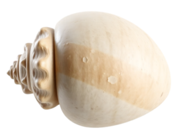 Close-up of a Detailed Beige Seashell with a Spiral Structure on a Transparent Background png
