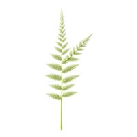 Realistic isolated fern leaf on transparent background png