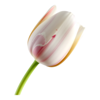Close-up of a beautiful white and pink tulip on a transparent background png