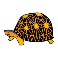 astrochelys radiata tortoise hand drawn color illustration vector