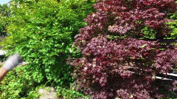 Gardener Trims Vibrant Japanese Maple and Lush Greenery in Sunny Backyard video