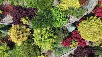 Vibrant Garden Layout Showcasing Diverse Plants in Various Colors and Textures video
