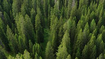 Green Forest Landscape With Towering Trees and Lush Vegetation in a Serene Setting video