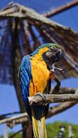 A blue and yellow macaw sits on a branch, nibbling a snack under sunny skies, showcasing its colorful feathers that elegantly catch the light in a mesmerizing display video