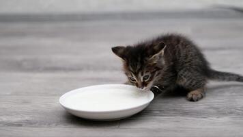 little kitten drinking on the floor video