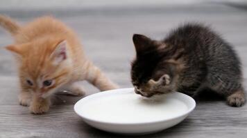 little kitten playing on the floor video