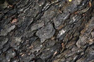 Weathered rugged texture wood bark on large tree photo