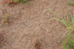 Dry, cracked soil scattered with wild grass and Mimosa pudica plants, highlighting signs of drought and climate stress. A striking visual for themes of environmental degradation and water scarcity. photo