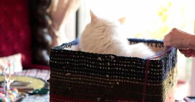 White cat comfortably nestled inside a colorful crochet box in a cozy living room. Sunlight filters through windows, creating a warm atmosphere. Owner gently adjusts the box. video