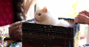 White cat relaxes in a cozy basket while hands skillfully crochet vibrant yarn into beautiful patterns. This charming moment captures playful creativity and feline companionship. video