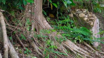 Tree roots growing over abandoned building wall with moss and wild plants. Nature reclaiming ruins, forest floor texture, overgrown jungle vegetation, decay and resilience background. photo