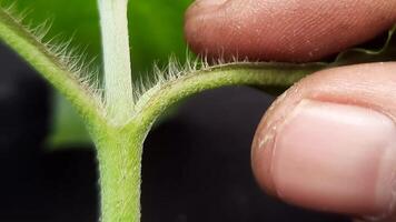 Macro View of Hand Tearing Leaf from Stem on Black Background video
