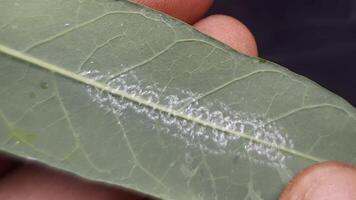 Macro Footage of Hand Holding Pest-Infested Cassava Leaf video