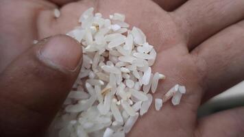 Macro View of Hand Touching and Sorting Rice Grains video