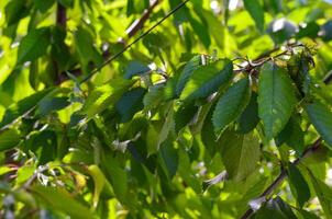 A tree with green leaves is in the sunlight. The leaves are large and full, and the tree is tall photo