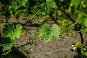 A vine with green leaves and a few buds. The leaves are wet and the vine is growing on a wire photo