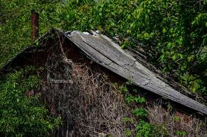 A dilapidated old house with a chimney and a roof covered in vines. The house is surrounded by trees and bushes photo